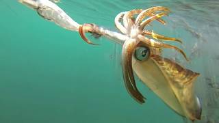 Squid attacks jig [upl. by Socin]