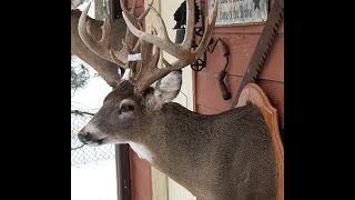 LARGE GAME TAXIDERMY  DEER  Video 4 of 16  FLESHING THE HEAD Cont [upl. by Irol]