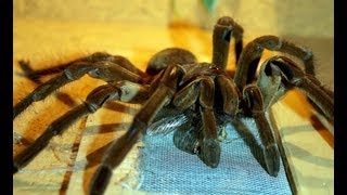 Spinnen und Insektenausstellung Ziegenhain [upl. by Hayalat311]