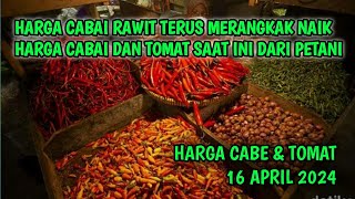 Info Harga cabai merah hari ini 16 APRIL 2024  Kondisi harga tomat dan cabai saat ini dari petani [upl. by Aspasia]