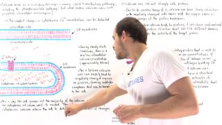 Calcium and Calmodulin [upl. by Durst]