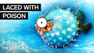 What’s Inside A Puffer Fish [upl. by Kerman783]