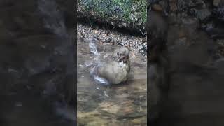 オオルリ メスの幼鳥 水浴びBlue and white flycatcher female young bird bathing362野鳥shorts [upl. by Onimixam350]