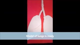 Lungs Model Using Play Dough Or Clay  The4Pillars [upl. by Zacharias305]