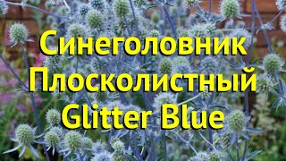 Синеголовник плосколистный Глиттер Блю Краткий обзор описание eryngium planum Glitter Blue [upl. by Amerd208]