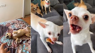 MREVIATAR TIKTOK COMPILATION CHIHUAHUA  Niki the angry chihuahua dog  chihuahua mreviatar [upl. by Aitahs717]