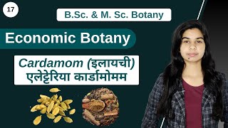 Economic Botany  Cardamom इलायची Elettaria cardamomum एलेट्टेरिया कार्डामोमम  Botany [upl. by Leifeste]