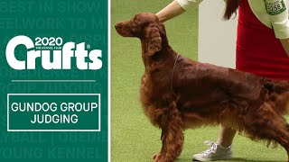 Gundog Group Judging  Crufts 2020 [upl. by Scales]