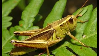 Szöcske foam grasshopper  műlégykötés [upl. by Ahker]