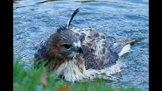 RED TAILED HAWK MALE BATHING WILLOW POND 2048 4246 4276 4294 WED NOV 16 2023 CC [upl. by Ketty172]