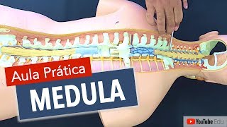 Anatomia da Medula Espinhal  Anatomia etc [upl. by Hnahc]