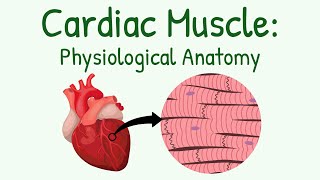 Physiological Anatomy of Cardiac Muscle  Structure amp Types [upl. by Ruder173]