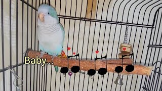 Quaker Parrot Singing Baby Shark [upl. by Avlasor]