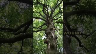 What’s Up With This Lumpy Magnolia Tree trees [upl. by Anuahsar]