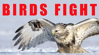 Birds of prey fighting  Roughlegged Buzzard [upl. by Nnaesor756]