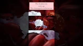 The Leukocytes eats up the Damaged Erythrocyte leukocytes erythrocytes bloodcells physiology [upl. by Lynnelle]