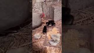 Poussins dans lAisne vidéo Virginie [upl. by Suiram60]