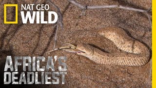 A SideSwiping Snake  Africas Deadliest [upl. by Rovelli]