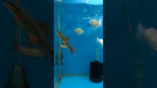 Redcap fish youtubeshorts aquariumfishfish [upl. by Rosy]