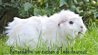 Reconnaitre un cochon dInde heureux ღ [upl. by Becca361]