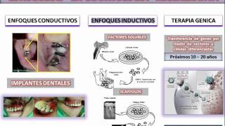 Rapid learning Regeneración Tisular mediante células stem dentales [upl. by Currier]