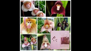 Testing monkey face orchids seeds to see if is truth [upl. by Hiamerej]