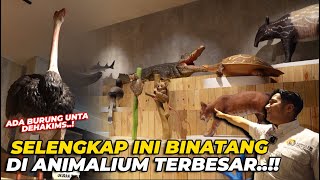 WOW EXCITED BANGET ANIMALIUM TERBESAR DI INDONESIA MUTER2 2 JAM GACUKUP [upl. by Siugram]