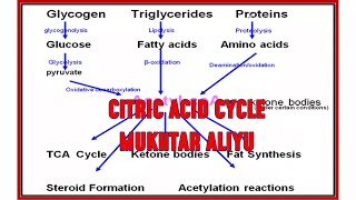 Metabolism of carbohydrates Citric Acid Cycle and Endosymbiotic theory [upl. by Graham]