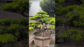 整理maintenancepruning for podocarpus Podocarpus 晶鑽羅漢松 [upl. by Lotsyrc29]