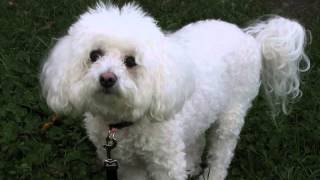 How to stop bichon frise barking Finally [upl. by Keven]