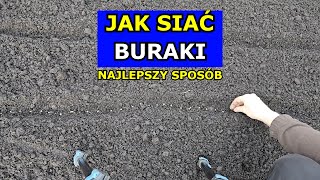 Siewy Buraków  Najlepszy Sposób Jak siać Burak ćwikłowy Krok po Kroku Sąsiedztwo Szkodniki Uprawa [upl. by Nemrac483]