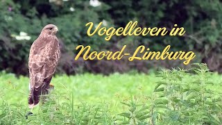 De Buizerd in VOGELLEVEN IN NOORDLIMBURG [upl. by Leuas]