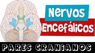 NERVOS ENCEFÁLICOS  PARES CRANIANOS Aula completa  Rogério Souza [upl. by Forelli]