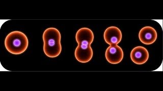 Binary Fission  How Do Bacteria Divide 12 [upl. by Ahsitak734]