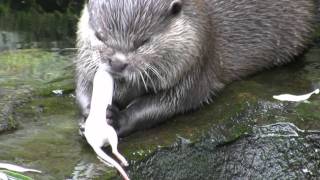 Fischotter Lutra lutra im Berliner Zoo [upl. by Oinotnanauj]