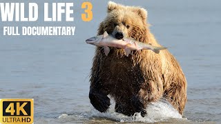 Wild Life  Full documentary part 3  The Incredible Life of Wild Animals  4K Ultra HD wildlife [upl. by Woodrow]