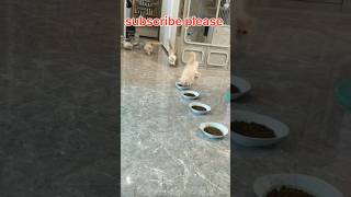 Puri billi ne Mera khana kha liya aur kuchh fenk Diya itni Tej guss Billi 🐈😺billicomedy funny cat [upl. by Hales386]