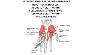 Hypothenar muscles Abductor digiti minimi flexor digiti minimi brevis and opponens digiti minimi [upl. by Riggs]