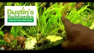 Fast Growing Aquarium Plant Apongeton Ulvaceus Species Sunday [upl. by Laurice]