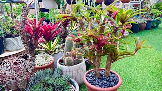 Bromeliad plants Turn into a Tree plant [upl. by Barrie414]