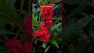 impatiens balsaminagarden balsam relaxing nature relaxingmusic music garden balsamhomegarden [upl. by Bette]