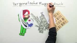 Biologie Der genetische Fingerabdruck  Biologie  Genetik [upl. by Alo126]