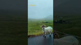 Quiraing Scotland’s icon with its truly spectacular landscape amp scenery Sadly due to the weather [upl. by Gemina800]