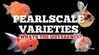 PEARLSCALE GOLDFISH  Varieties explained AWARD WINNING BREEDER [upl. by Imrots952]