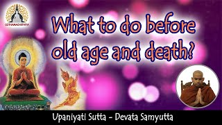 👴What to do before old age and death 🛌  A Buddhas teaching on the reality of life Upanīya Sutta [upl. by Xam716]