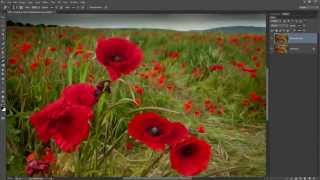 Poppies 15 Minute Photo Challenge Ep 129 Take and Make Great Photos with Gavin Hoey [upl. by Geibel342]