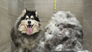 Husky dog EXTREME Grooming Makeover 6 Hour Transformation 😳 [upl. by Nosemaj]