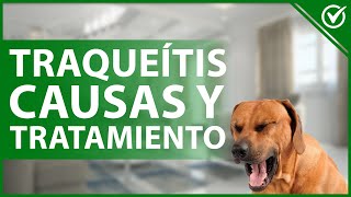 🐶 Traqueítis Qué es Síntomas Causas Diagnóstico Tratamiento y Prevención 😷🐶 [upl. by Torhert]