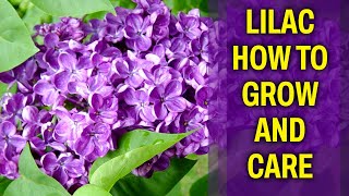 Lilac – How to grow and care for it [upl. by Hujsak]