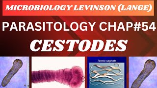 Cestodes Parasitology Microbiology complete lecture microbiology micro parasite mbbs [upl. by Nednil]